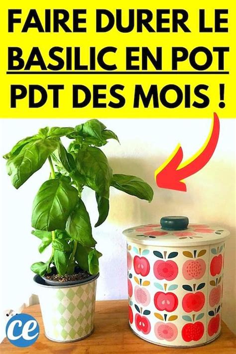 L Astuce Pour Faire Durer Le Basilic En Pot Pendant Des Mois Sans Le