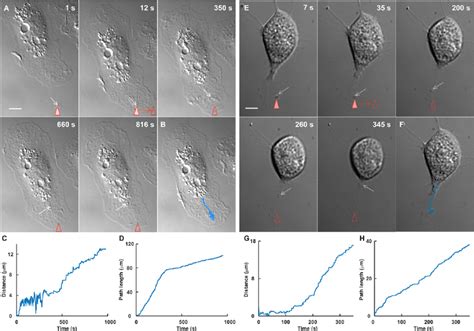 Interaction Between Single Microglial Microvesicles Mvs And