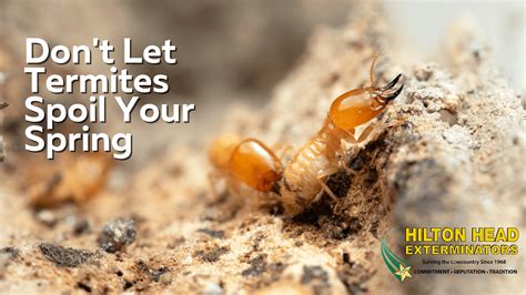 Dont Let Termites Spoil Your Spring Hilton Head Pest Control Insights