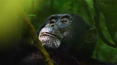 Kibale Forest National Park - Wildlife Encounters