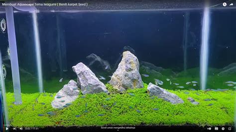 Inspirasi Model Aquascape Simple Dan Mudah Diterapkan