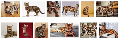 Bengal Cat Adoption Process And Bengal Kitten Profile - Pet Care Stores