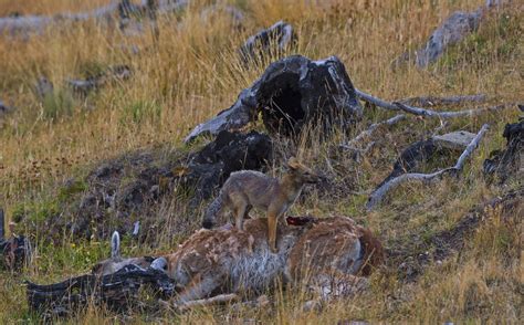 Swift as the Wind: The Guanacos of Patagonia | RoundGlass | Sustain