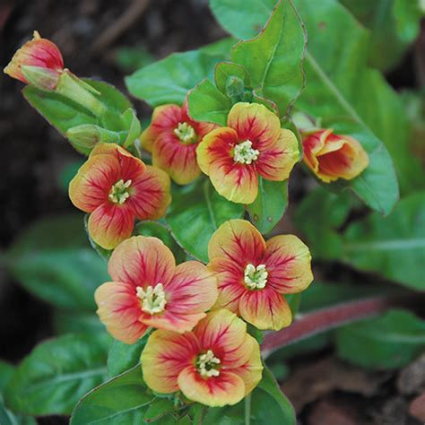 Oenothera Fruticosa 'Blood Orange' Seeds - Plant World Seeds