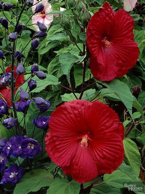 24 Perennial Planting Combinations That Look Stunning Together Hardy Hibiscus Perennial