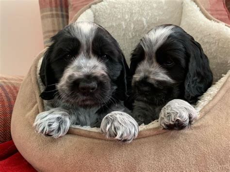 Reinrassige Cocker Spaniel Welpen In Horn Bad Meinberg Nordrhein