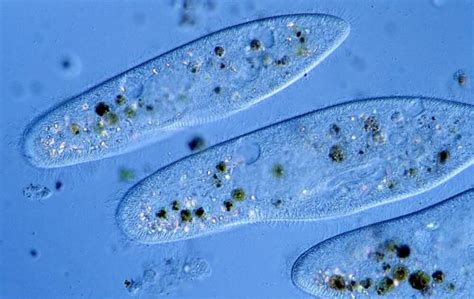 10 Different Types of Protists – Nayturr