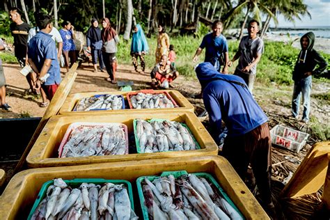 Perairan Pulau Gelasa Lumbung Cumi Di Pulau Bangka Yang Harus Dilindungi