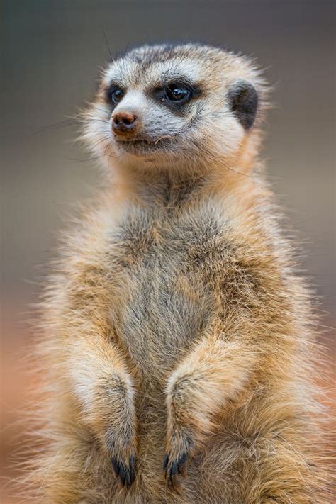 Nice Fluffy Meerkat Meerkat Animals Wild South Africa Wildlife