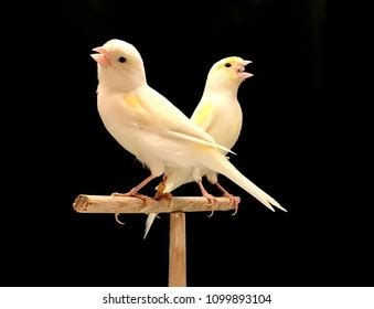 Canary Birdyellow White Canary Stock Photo 1099893104 | Shutterstock