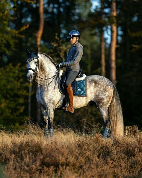 Dressage Saddle Pad Sportive Chantelle Full Equestrian Stockholm One