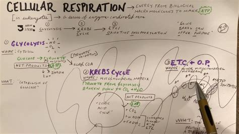 Cellular Respiration Sketch Notes For Ap Bio Simple Youtube