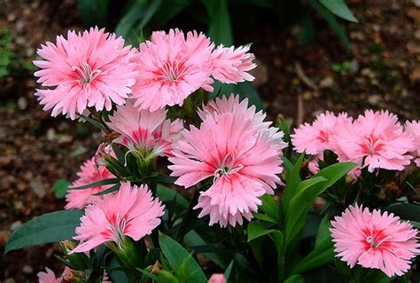 Dianthus chinensis (Chinese Pink, French Mignonette, Japanese Pink ...