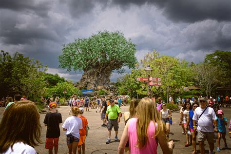 Tree Of Life Darrell Cummings Flickr