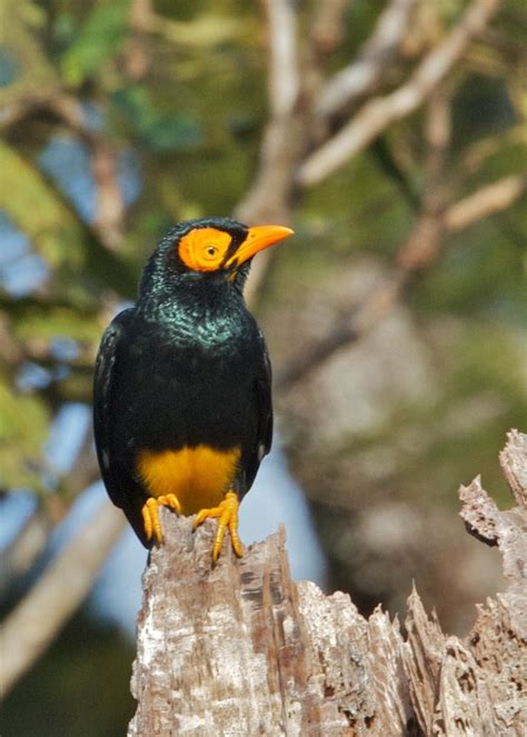 1907 Yellow Myna Mino Dumontii Varirata Natl Park Lee Hunter Flickr