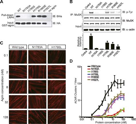 Structural Basis Of Agrinlrp Musk Signaling