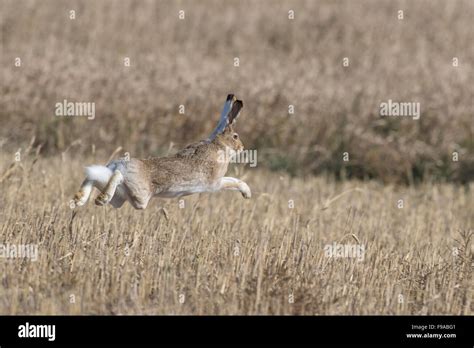 A White Tailed Jackrabbit Running In A Field Stock Photo Alamy