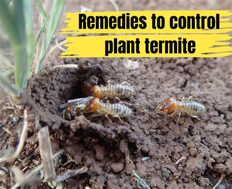 How Do Get Rid Of Termites In Plants