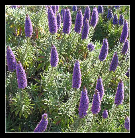 Purple Bottlebrush Flickr Photo Sharing