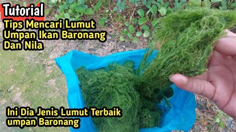 Bagaimana Cara Mencari Lumut Untuk Umpan Mancing Ikan Baronang Dan Ikan