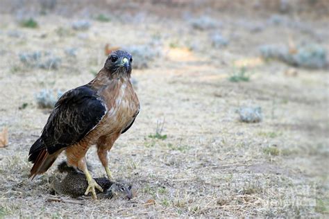 red tailed hawk catch photograph  henrik lehnerer fine art america