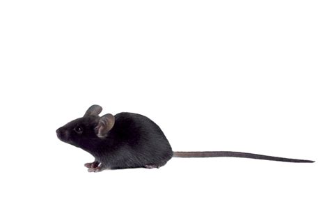 ATHYMIC Nude Immunodeficient Mouse Janvier Labs