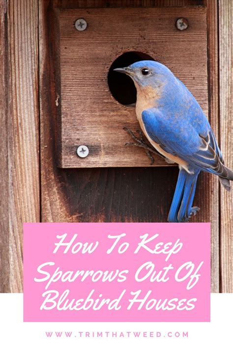 How To Keep Sparrows Out Of Bluebird Houses Artofit