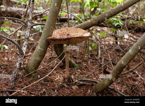 Giant Mushroom Hi Res Stock Photography And Images Alamy