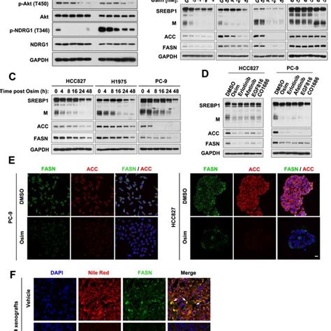 Osimertinib Inhibits Mtorc Signaling And Decreases Msrebp Levels In