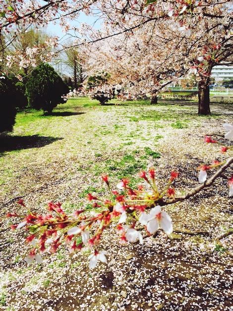 Rbol Con Flores Rosas En El Parque Foto Premium