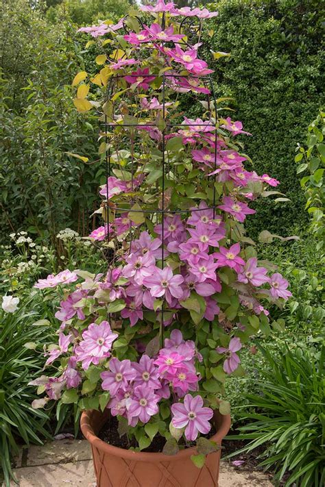 What Plants Grow Well With Clematis At Haroldnsmith Blog