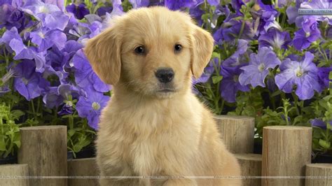 Flowers and Puppies Wallpapers on WallpaperDog