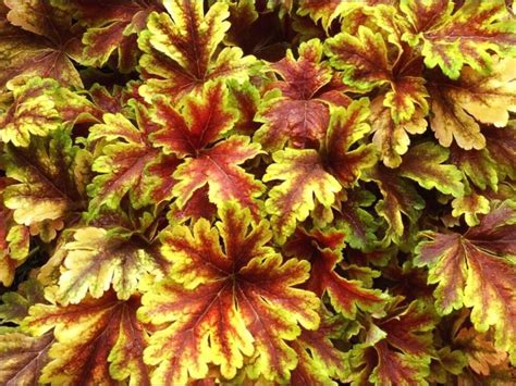 Гейхера гибридная Голден Зебра/Heuchera hybrid Golden Zebra Р1,5 ...