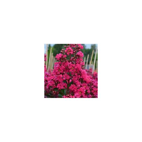 Lagerstroemia Indica Fuchsia D T