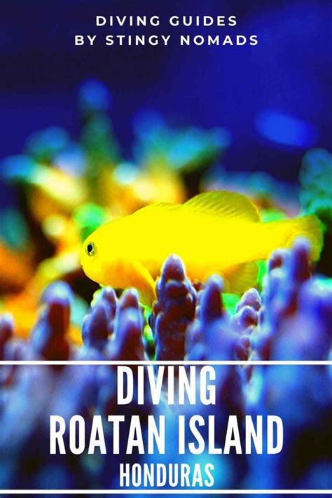 The Complete Guide to Dive Roatan - STINGY NOMADS