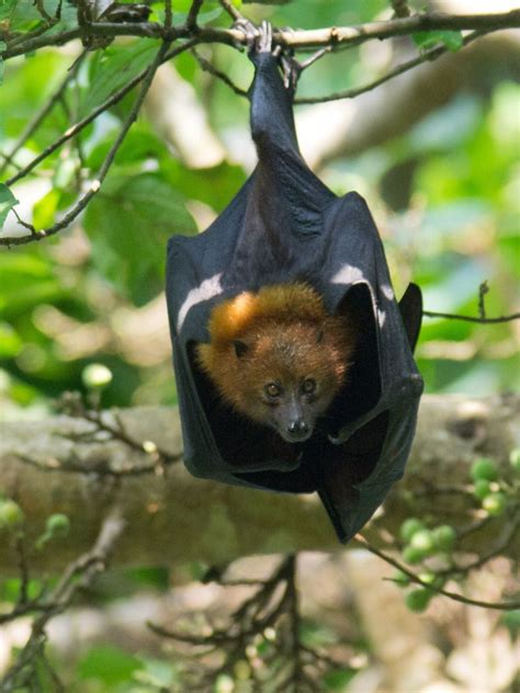 Discover The Majestic Pemba Flying Fox