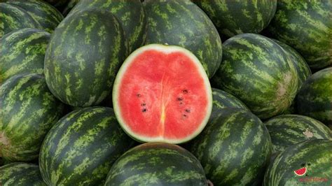 How To Spot A Bad Watermelon Signs Of A Rotten Fruit Inside Updated