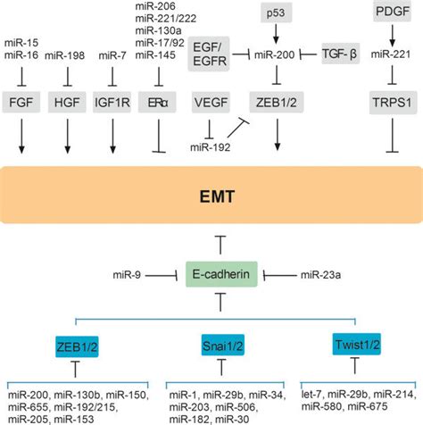 MiRNA Regulating Signaling Pathways And Transcription Factors Are