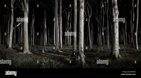 Haunted woods hi-res stock photography and images - Alamy