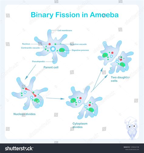 Amoeba Reproduction Scheme Binary Fission Reproduction Stock Vector (Royalty Free) 1299694198 ...