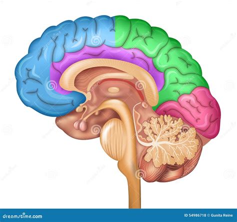 Lóbulos Del Cerebro Humano Ilustración Del Vector Imagen 54986718