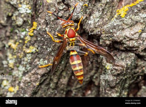 Polistes Wasps Hi Res Stock Photography And Images Alamy