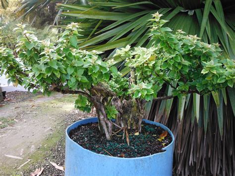 Bougainvillea Pixie Richard Lyons Nursery Inc