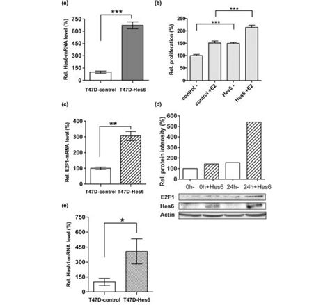 Hes 6 Increases Proliferation And E2F 1 Transcription In T47D Cells