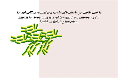 The Vital Role Lactobacillus Reuteri Plays In Your (and Your Babies ...