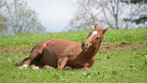 Lazy Horse Images – Browse 521 Stock Photos, Vectors, and Video | Adobe ...