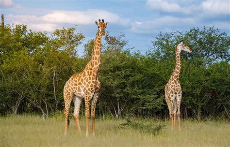 Vida De Ecosistemas Terrestres Claves Para Preservar La Biodiversidad