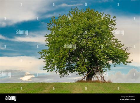 Cherry Tree On Summer Green Field In Cloudy Hot Fresh Day Stock Photo Alamy