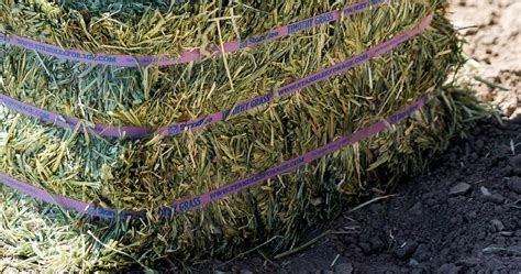 Premium Timothy Compressed Bale Standlee Premium Forage