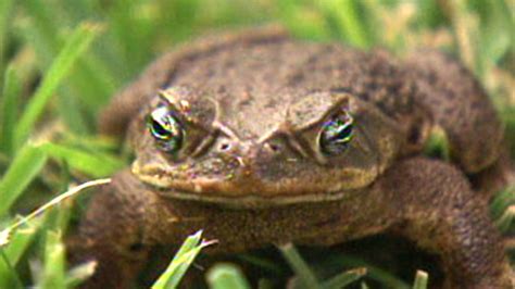 dog dies  encounter  toxic bufo toad fox news